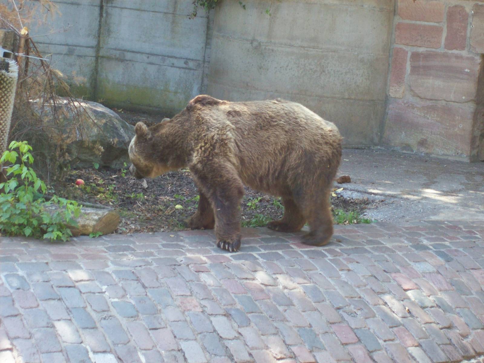 brown bear