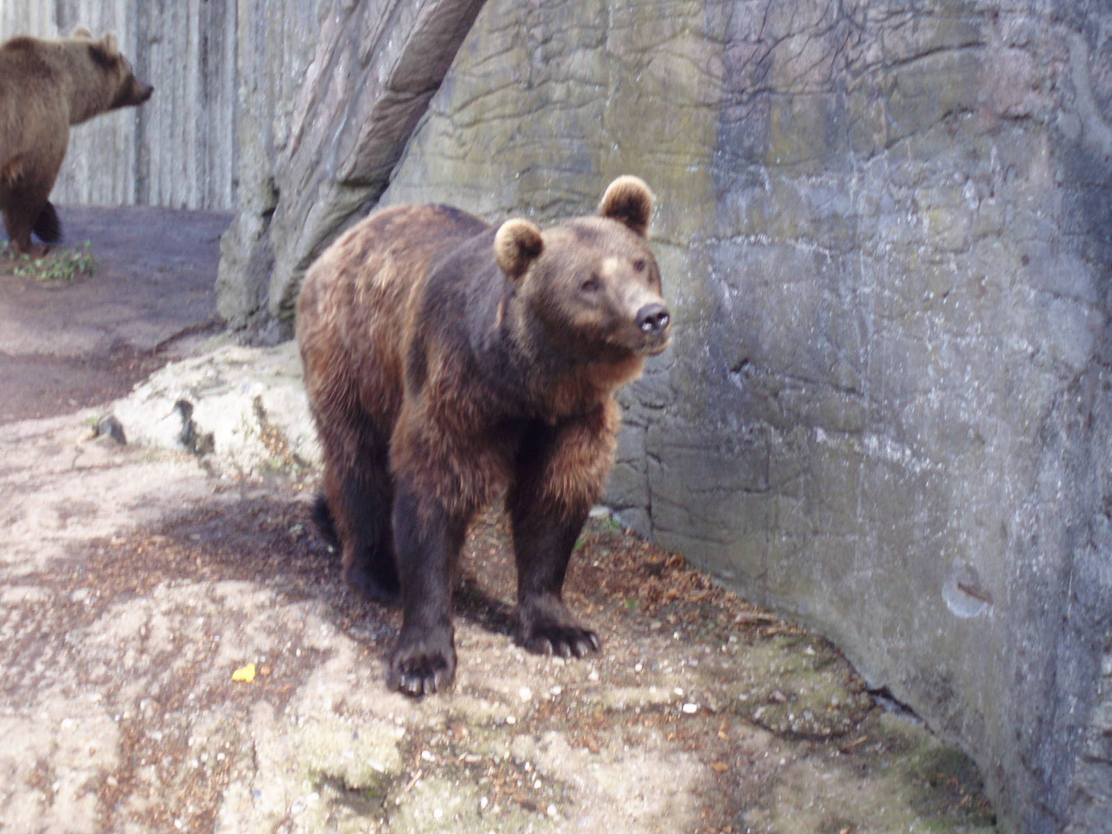 Brown bear