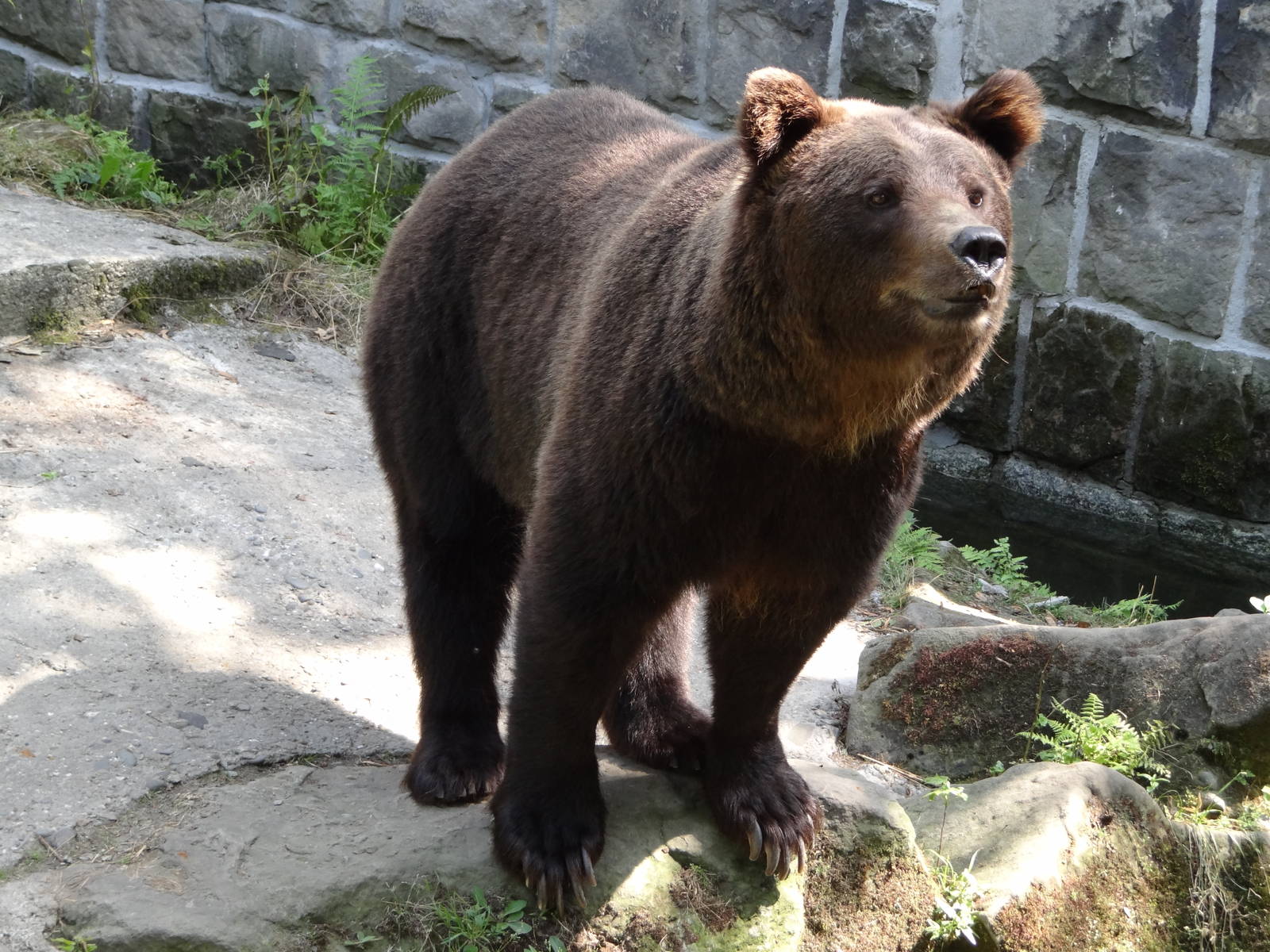 Brown Bear