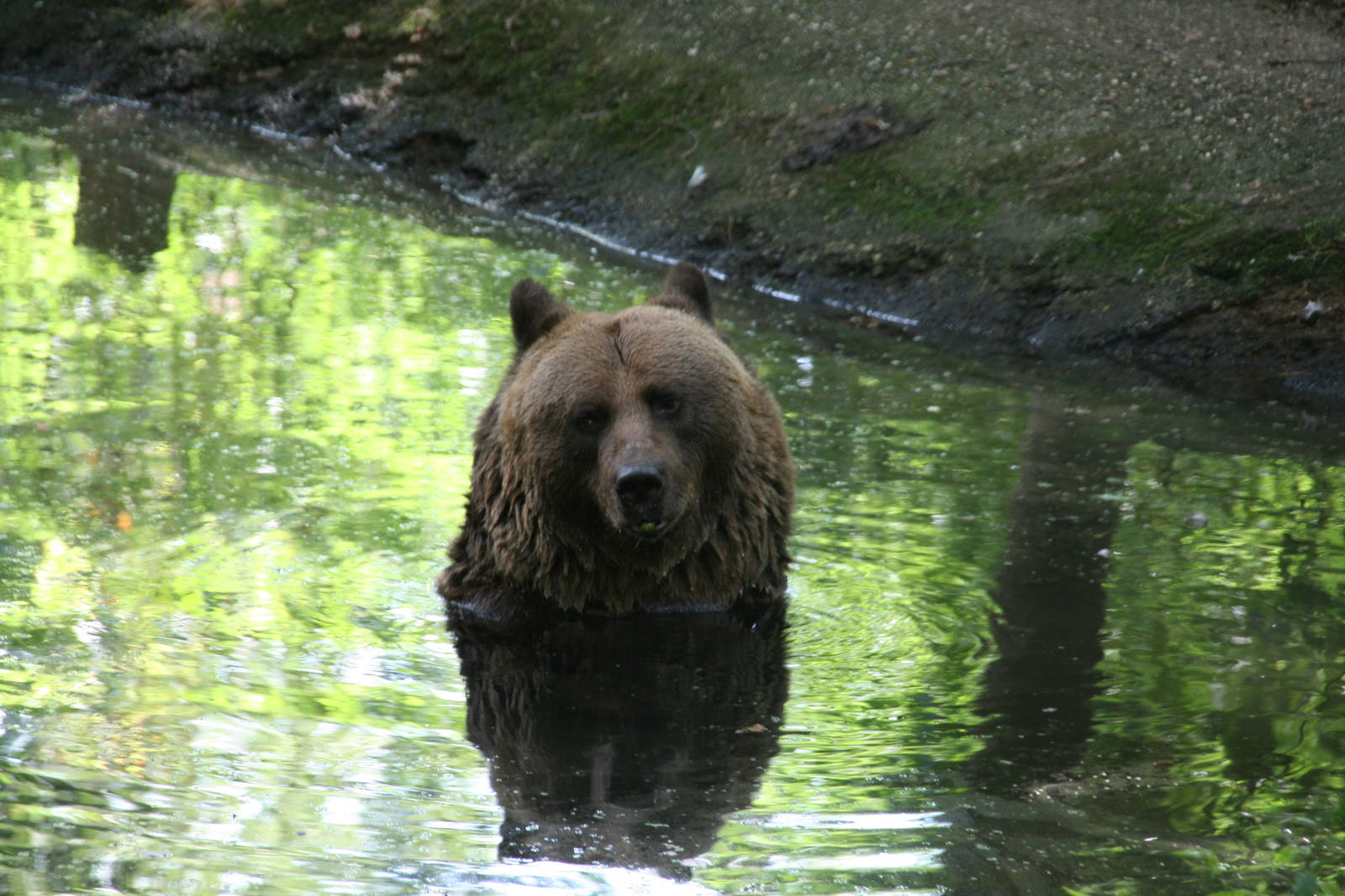 brown bear