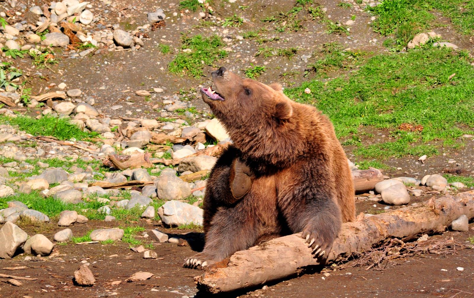 Brown Bear