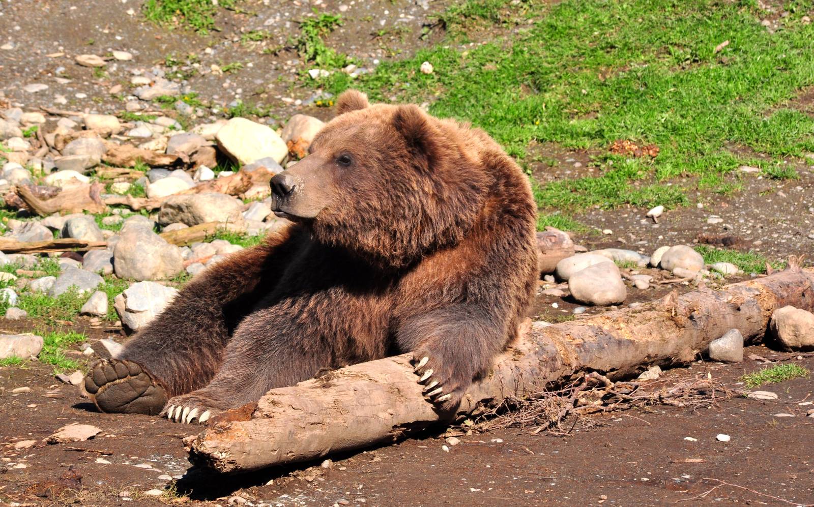 Brown Bear