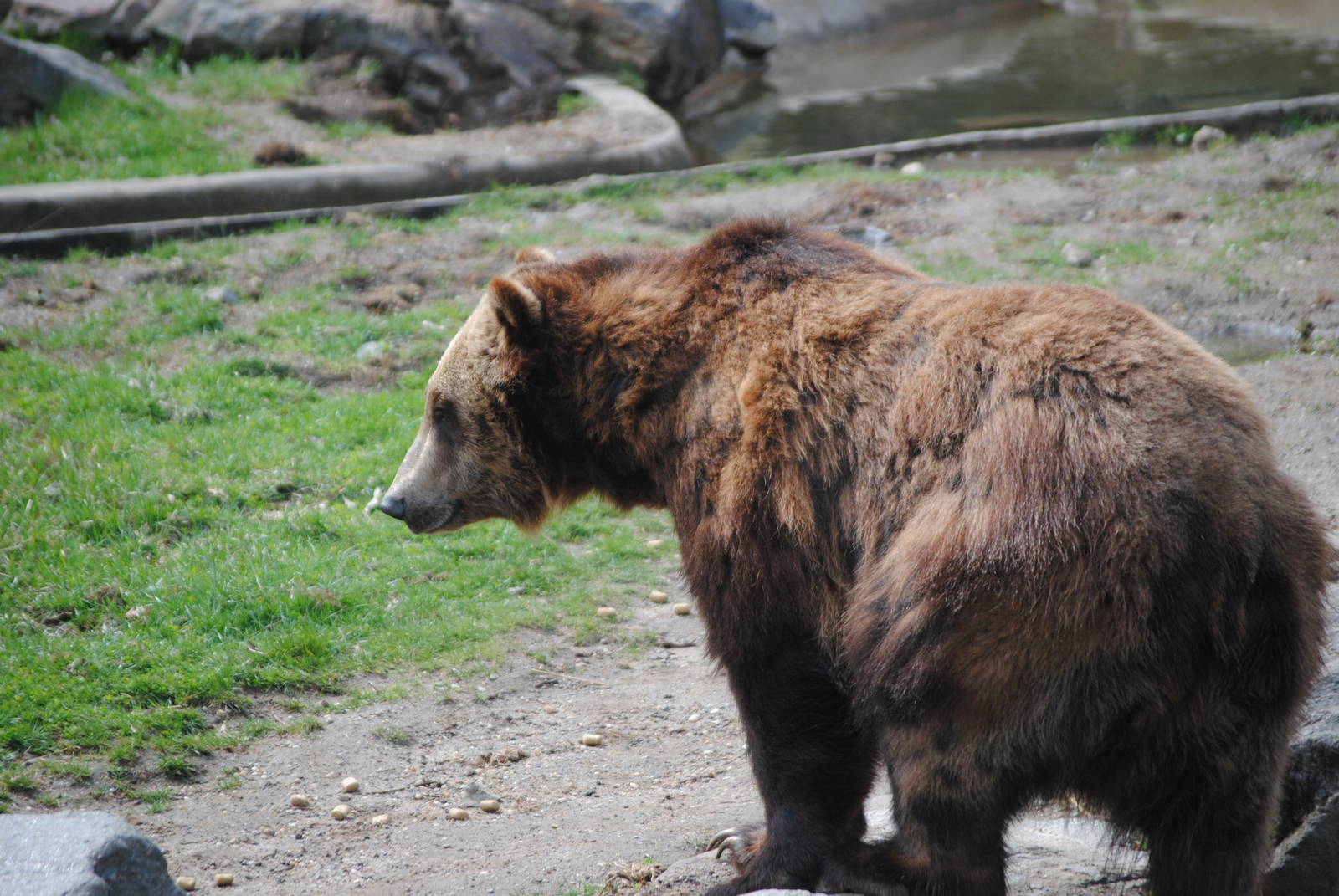 Brown Bear