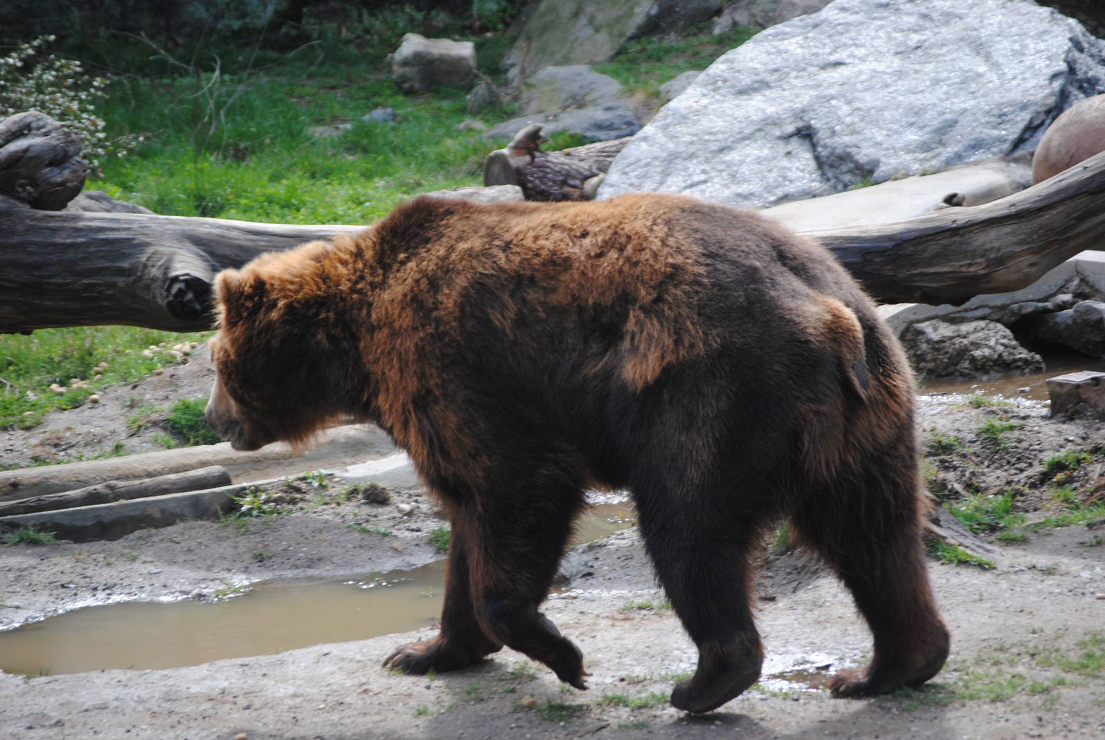 Brown Bear