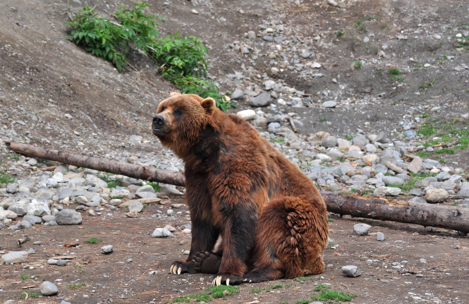 Brown Bear