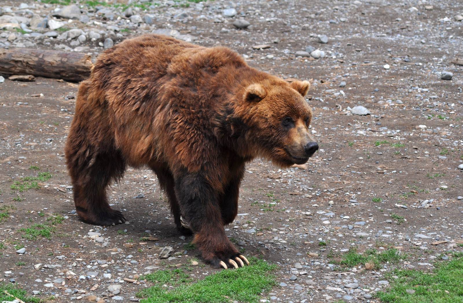 Brown Bear