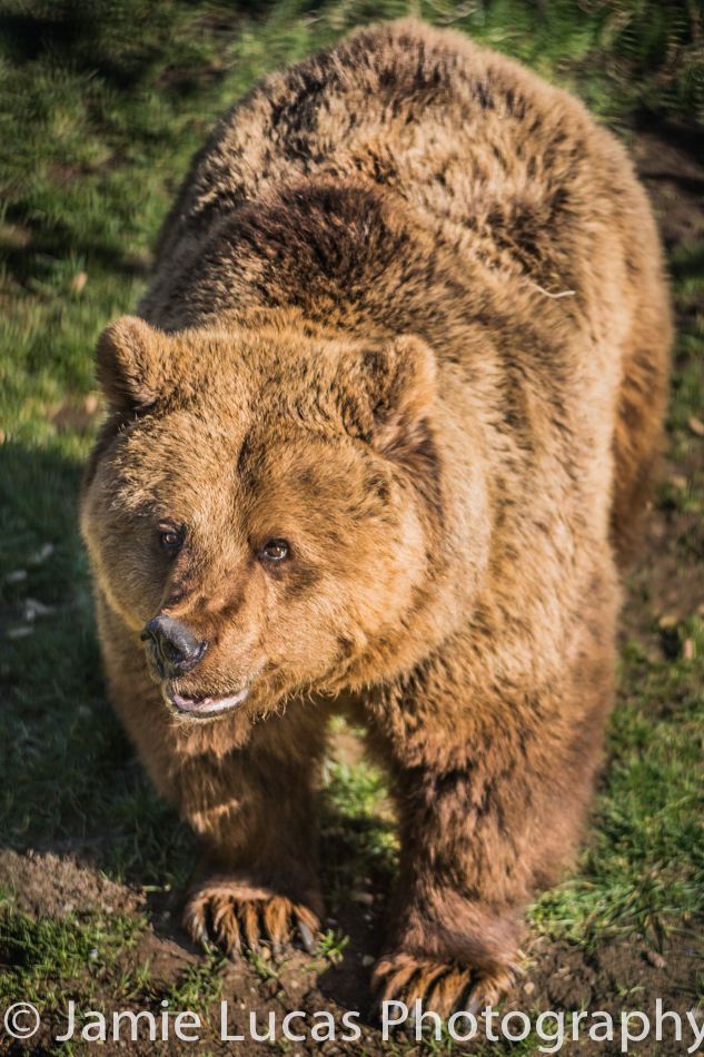Brown Bear
