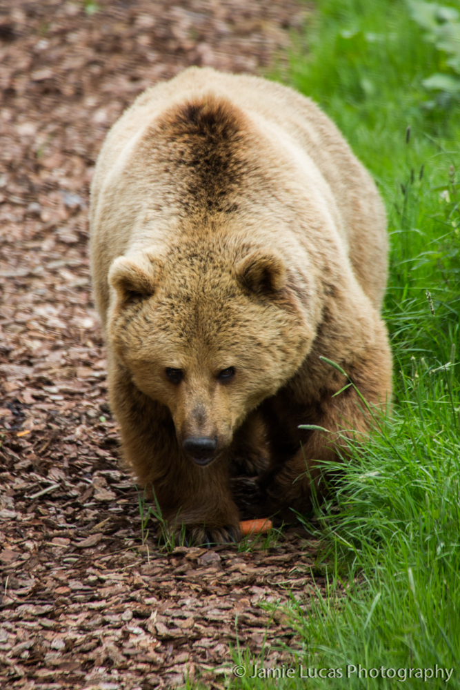 Brown Bear