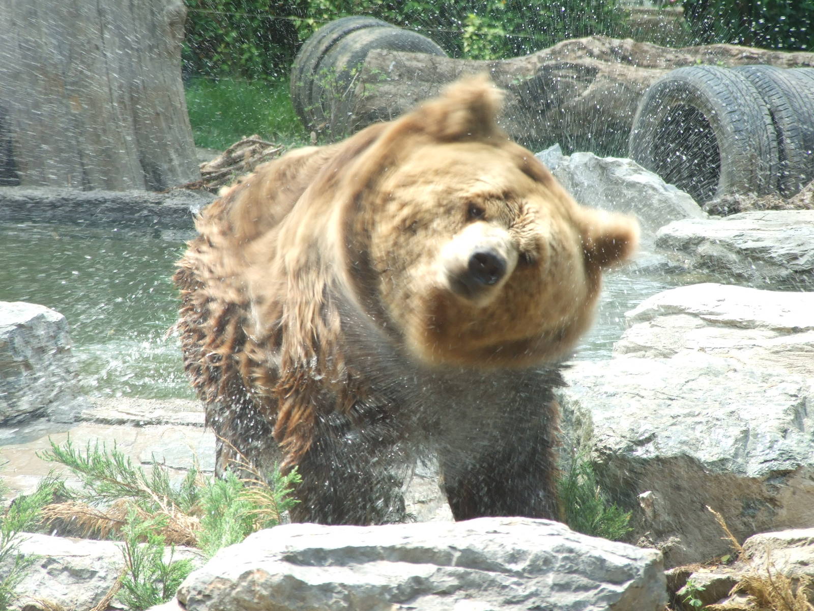 Brown bear