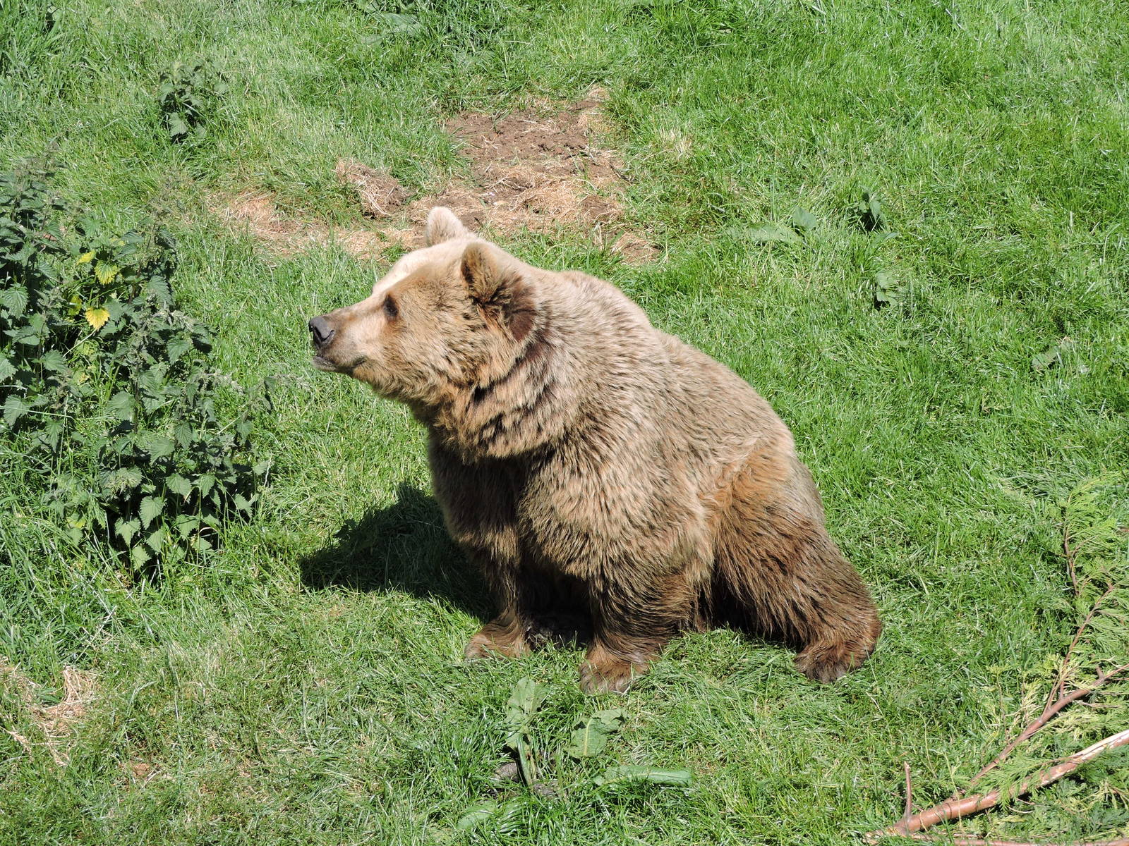 Brown Bear