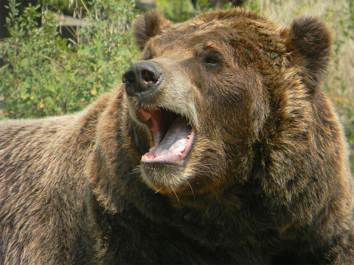 Brown bear
