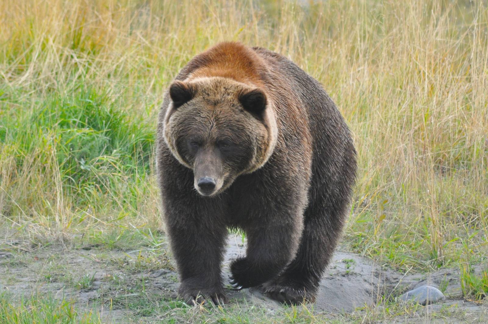 Brown Bear