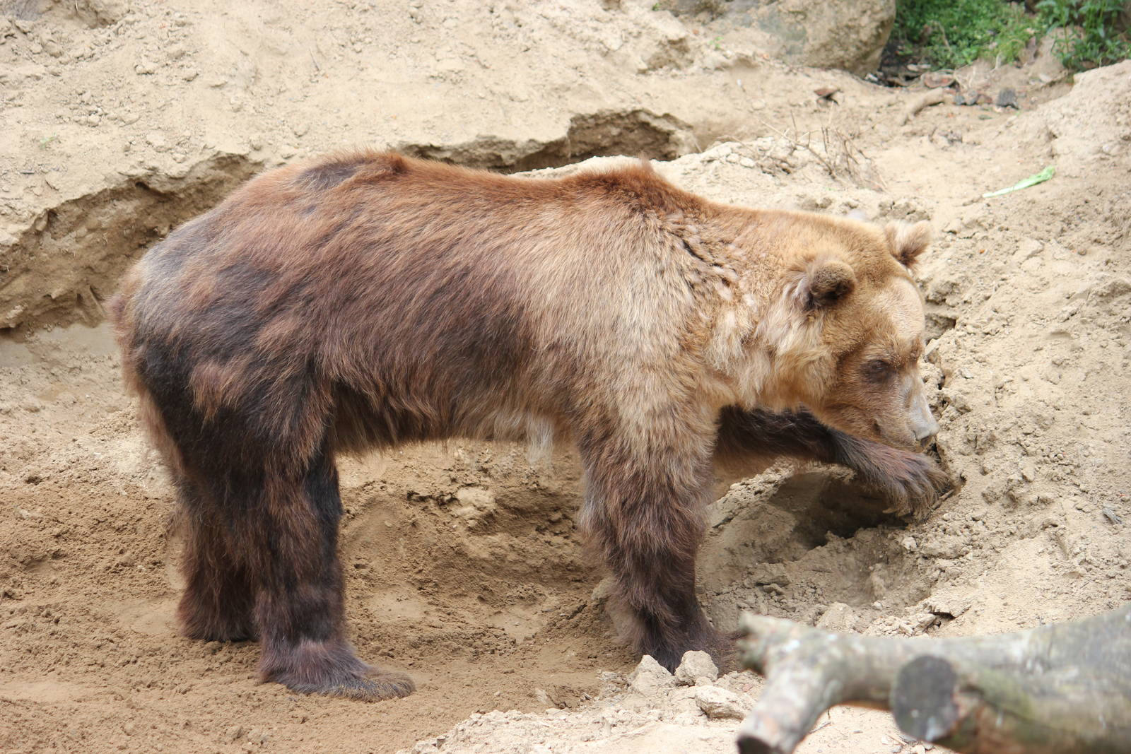 Brown bear
