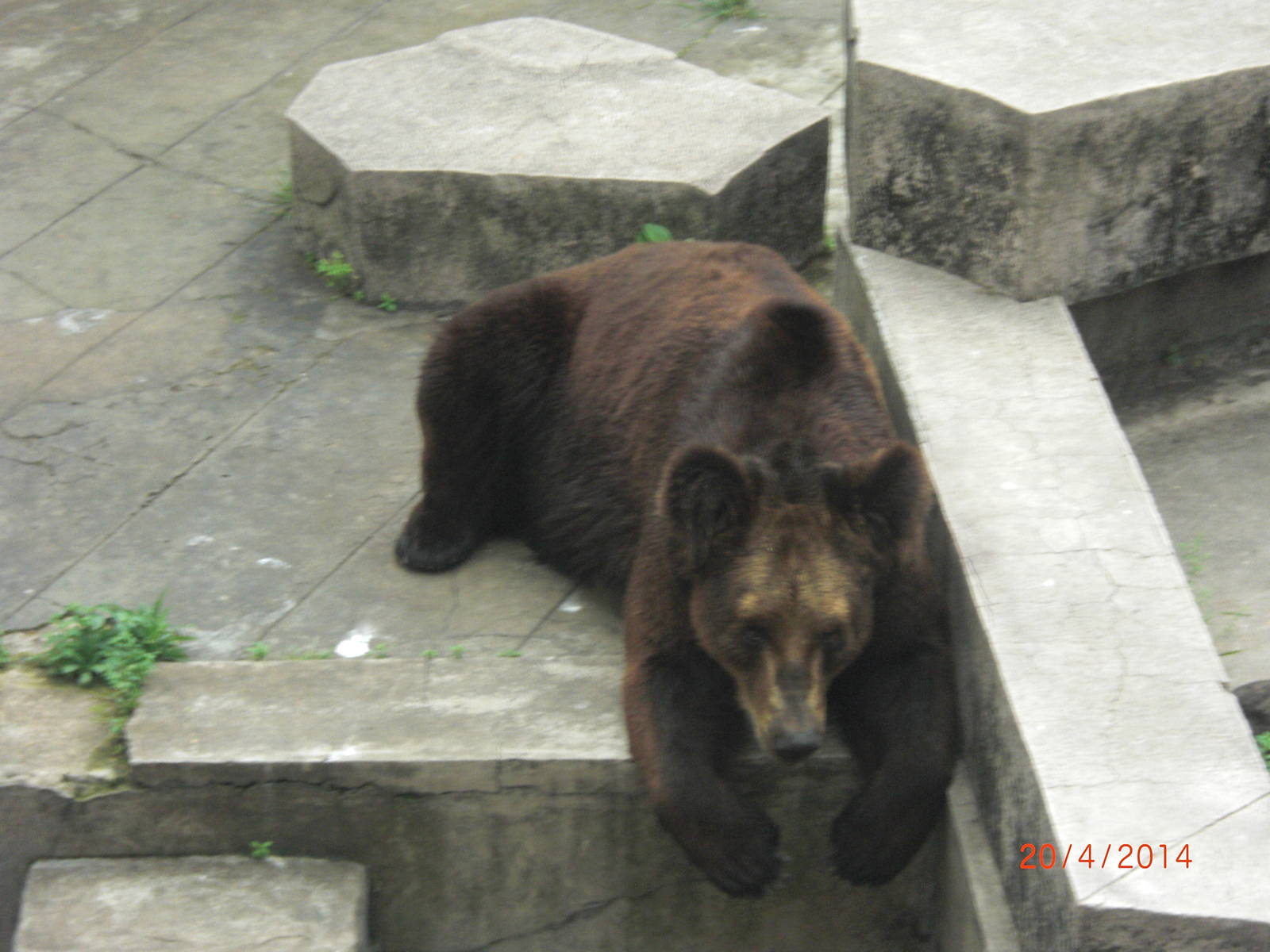 brown bear