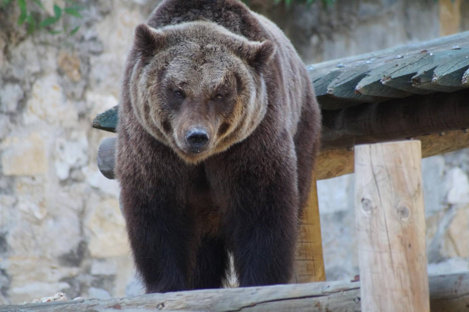 Brown Bear
