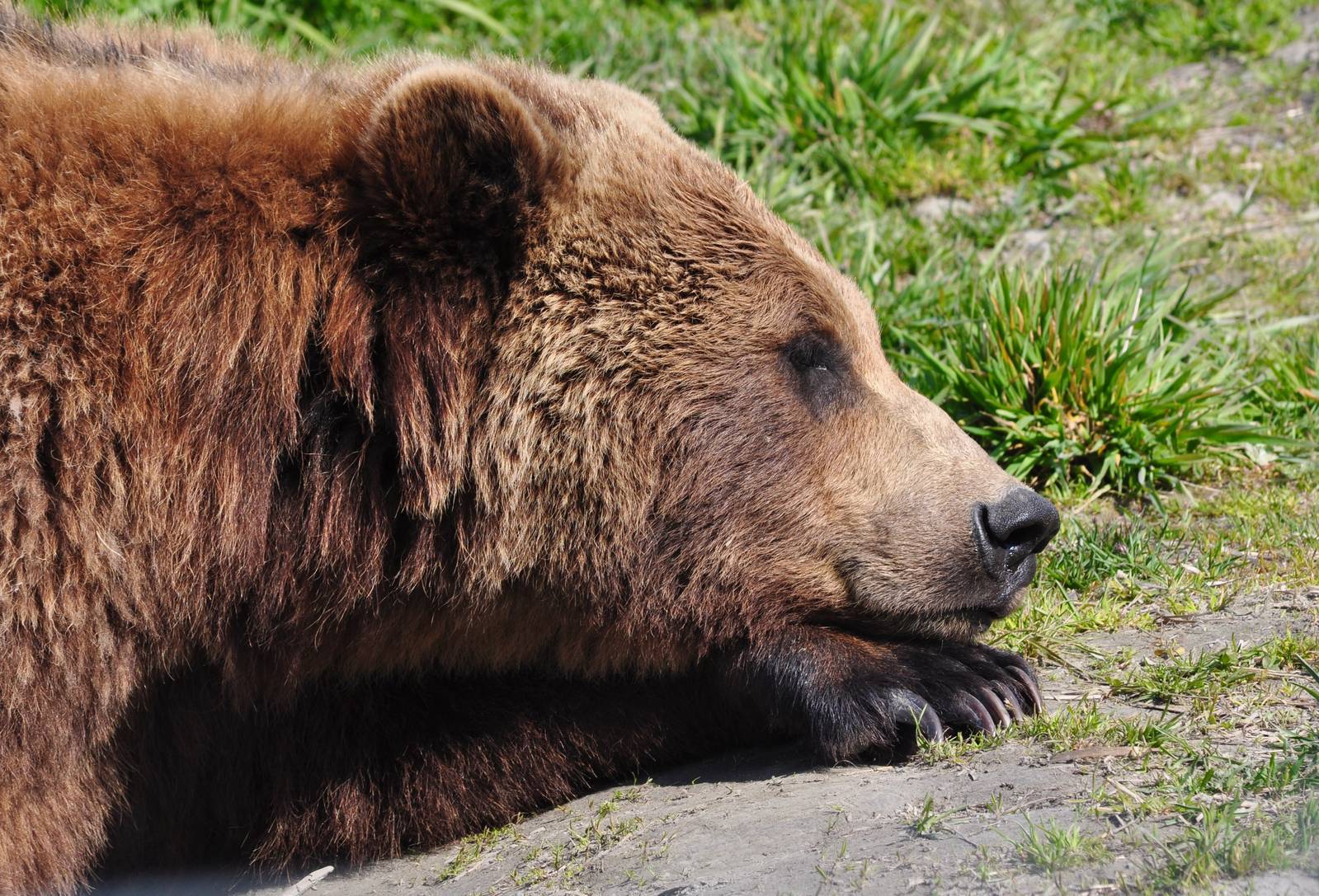 Brown Bear