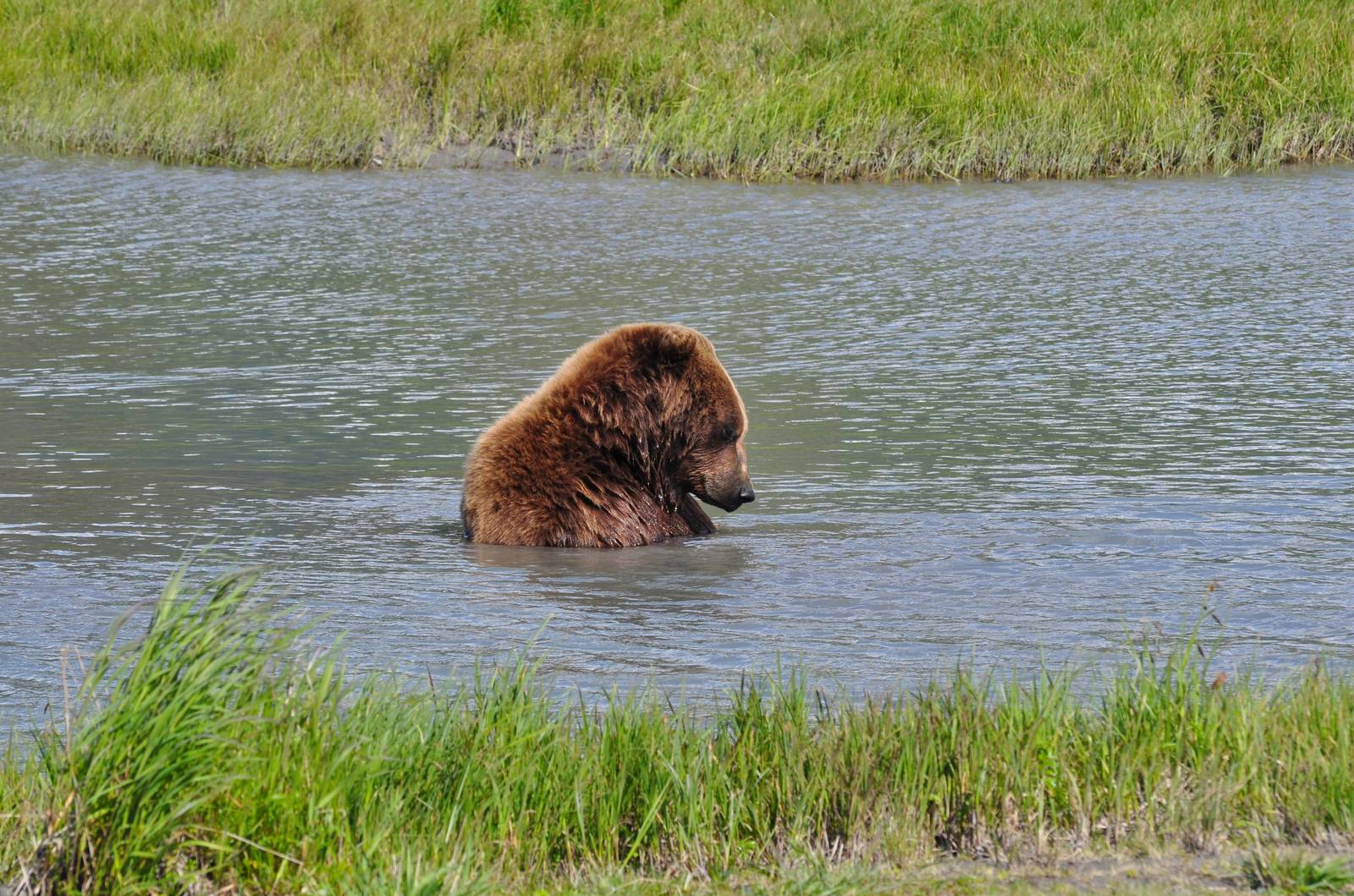 Brown Bear