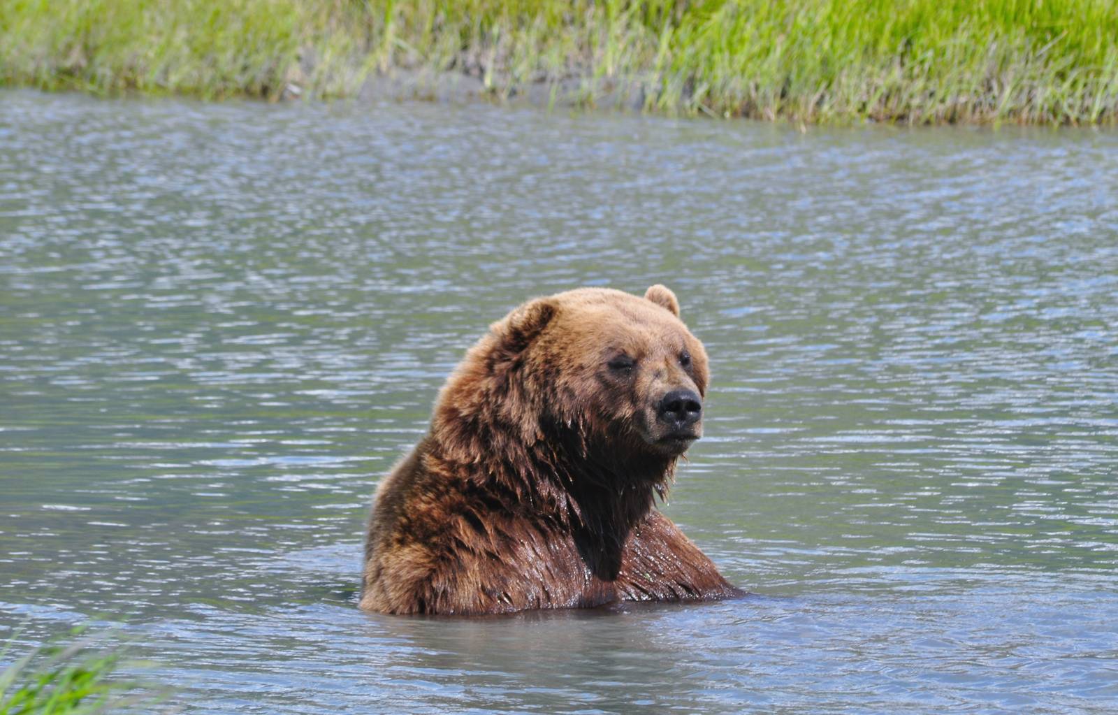 Brown Bear