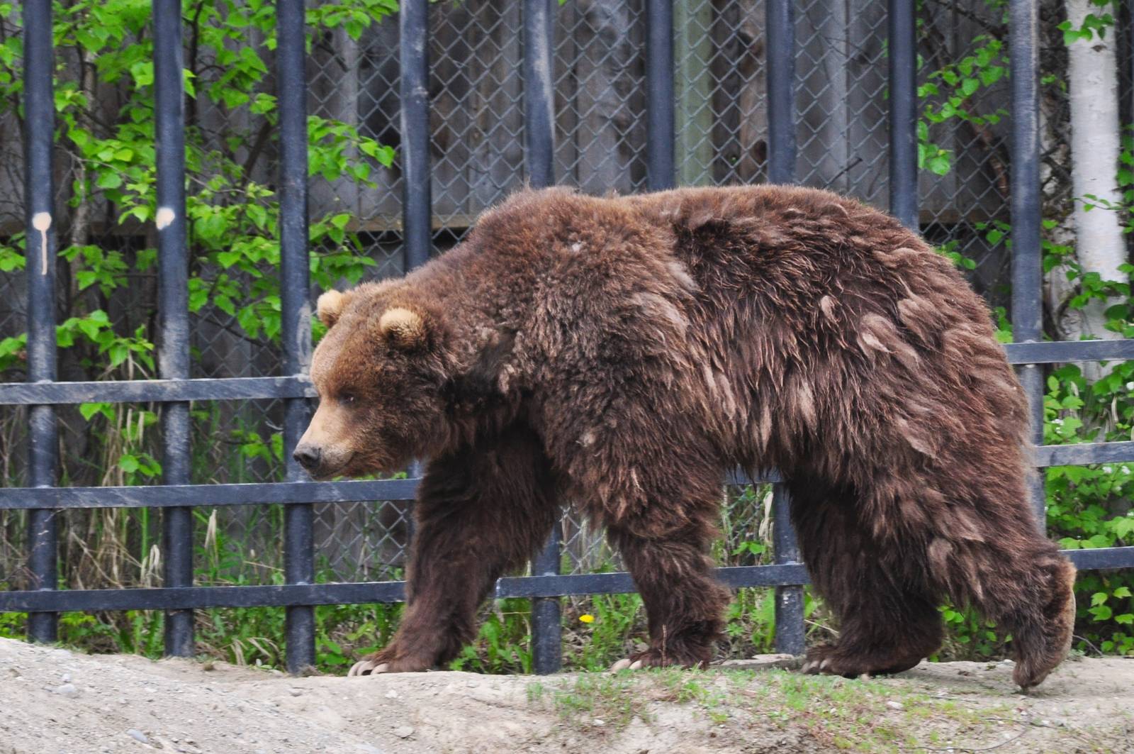 Brown Bear