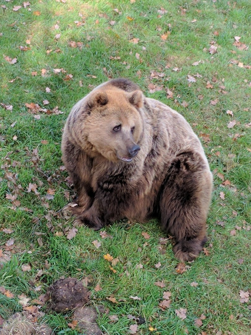 Brown Bear