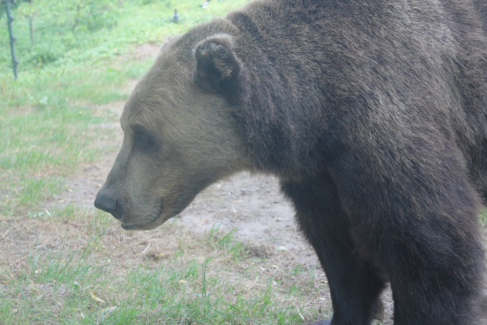 Brown Bear