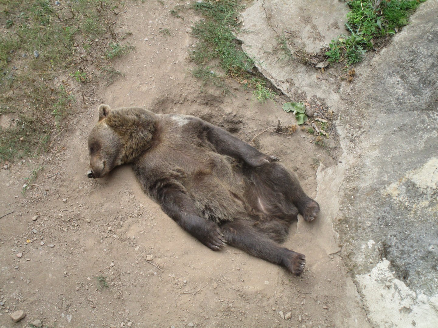 Brown Bear