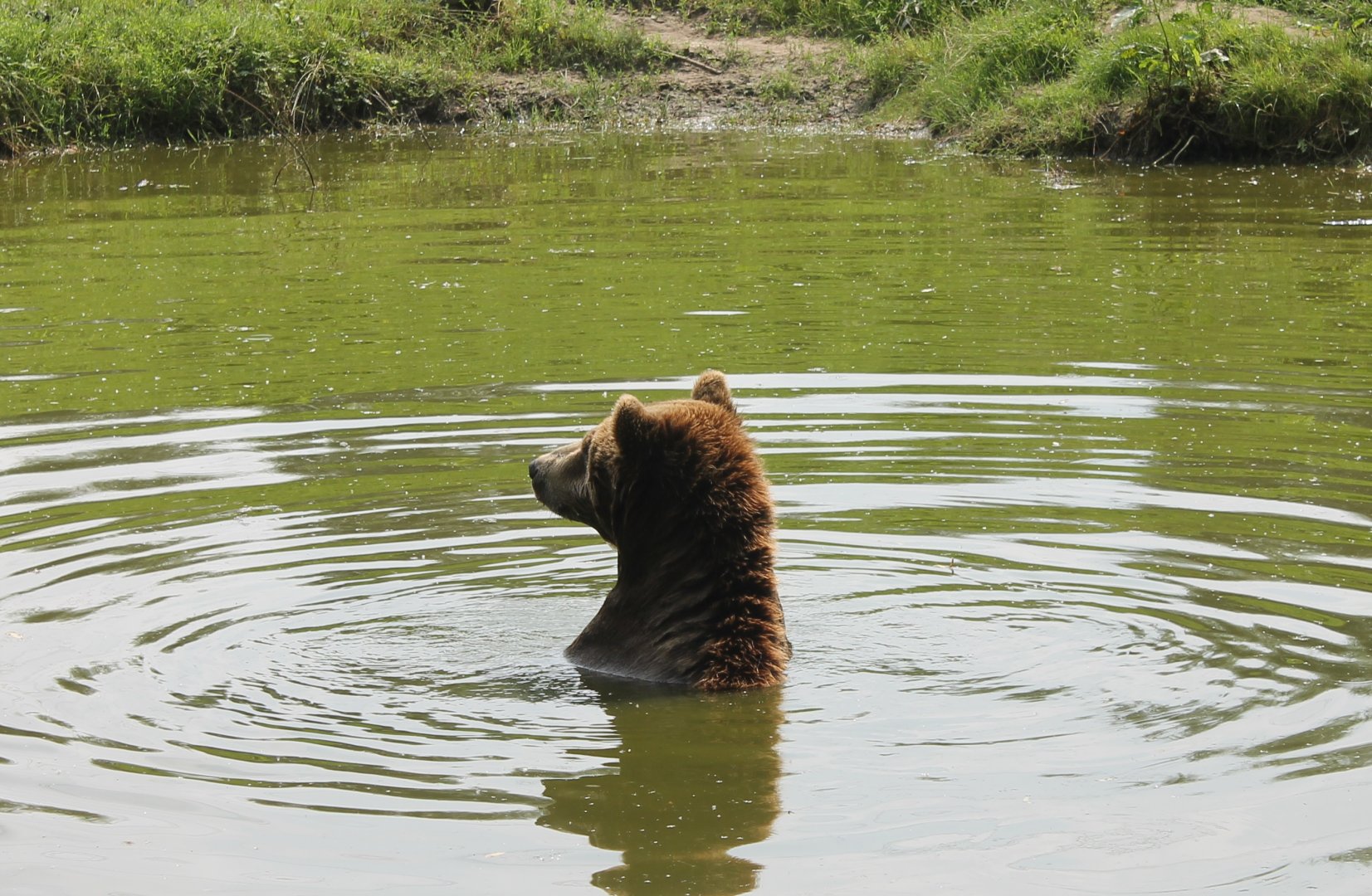 Brown bear