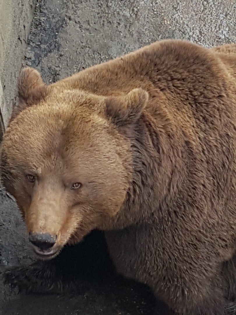 Brown bear