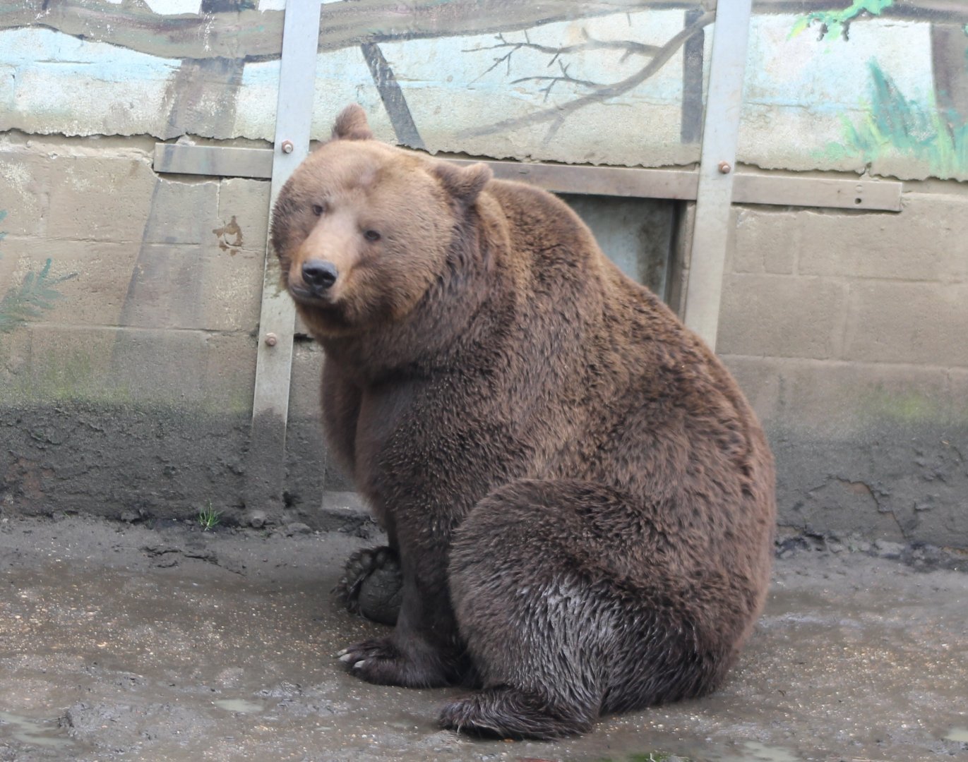 Brown bear