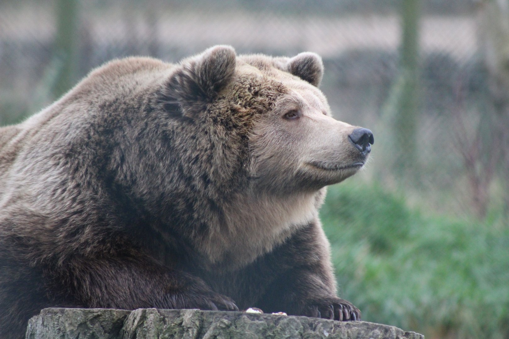 Brown Bear