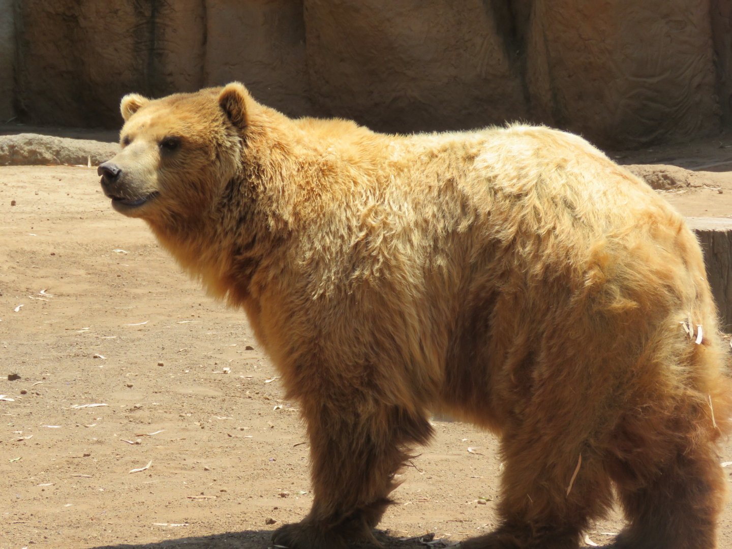 Brown bear