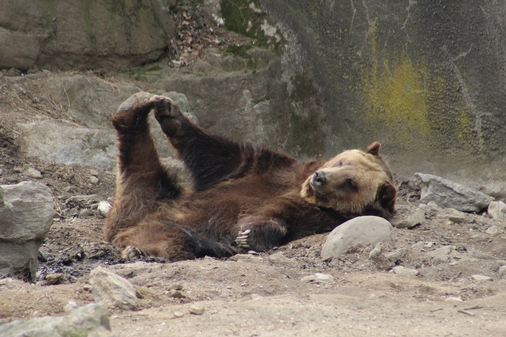 Brown Bear