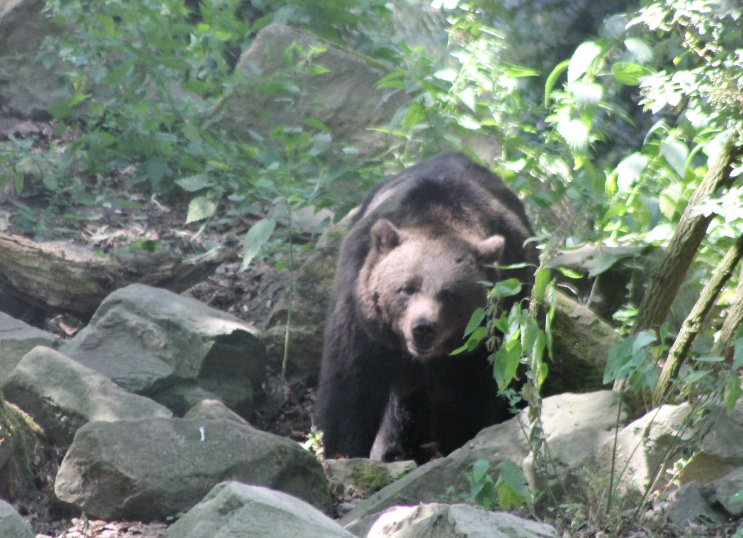 Brown bear