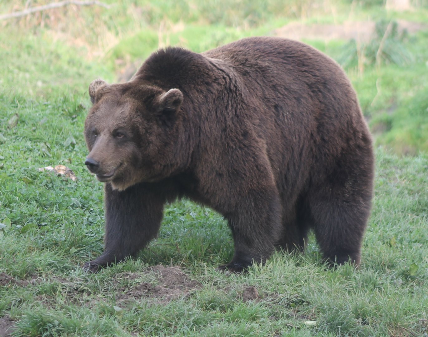 Brown bear