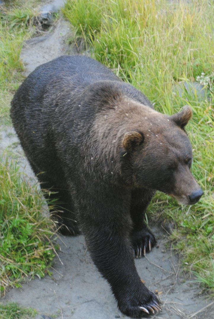 Brown Bear