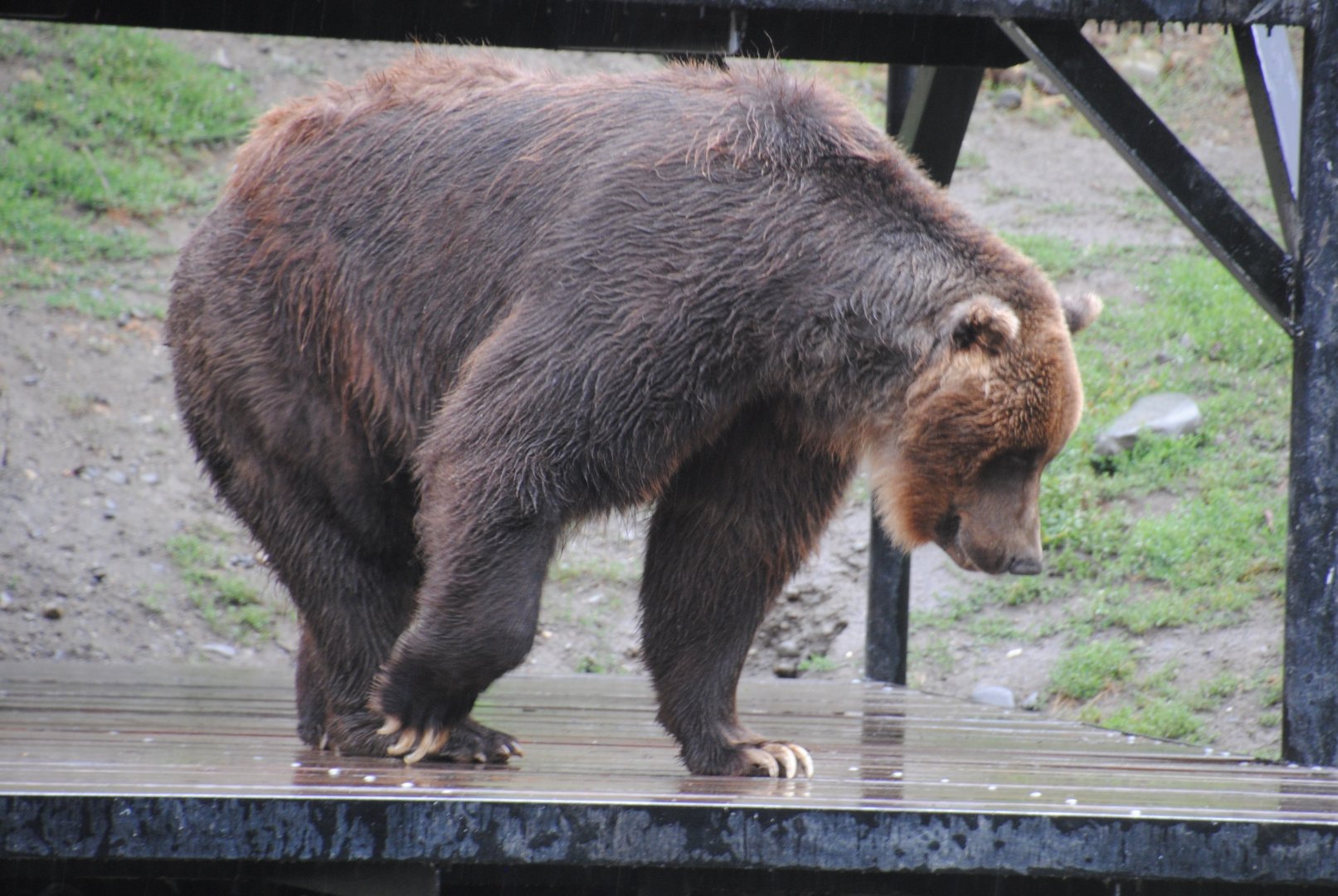 Brown Bear