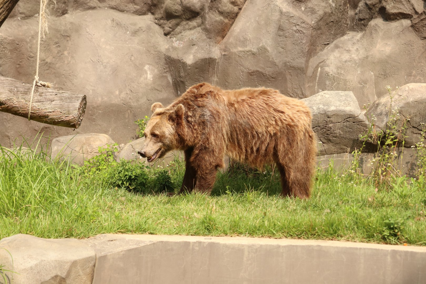 Brown Bear