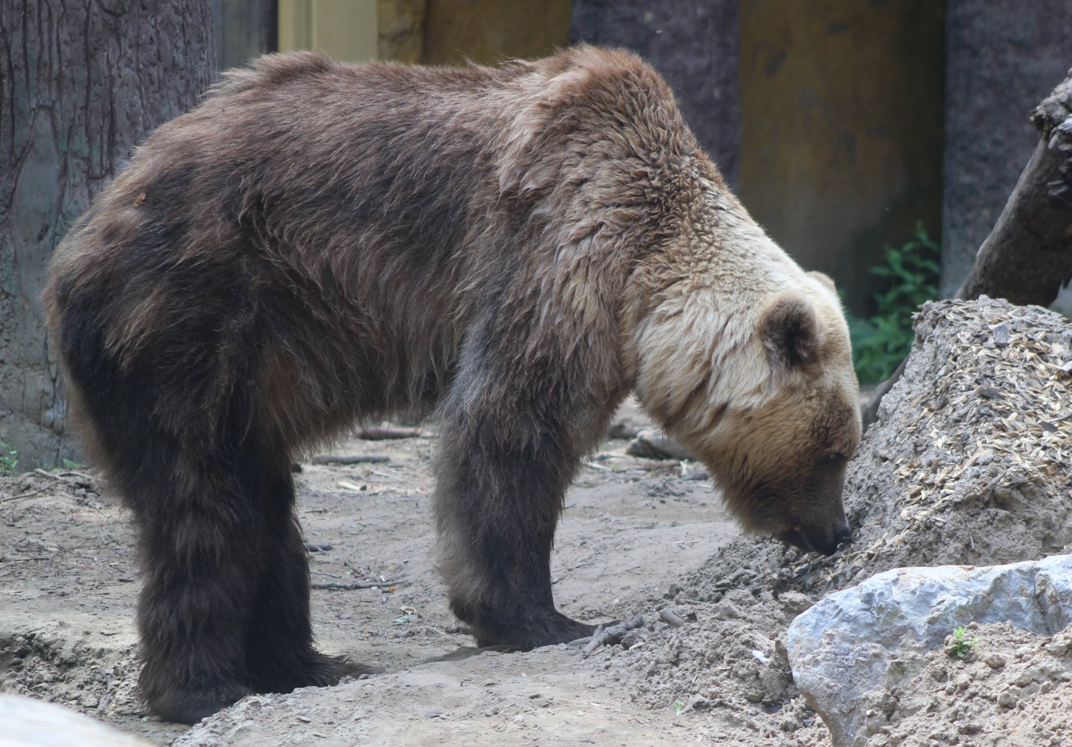 Brown bear