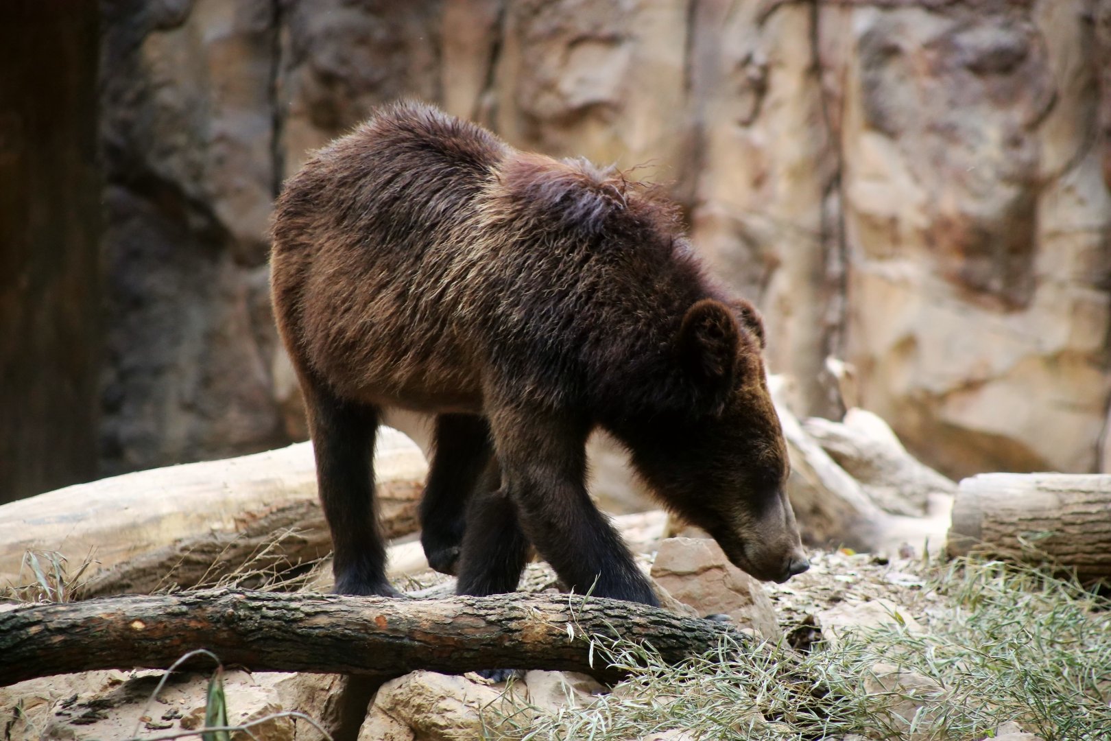 Brown Bear