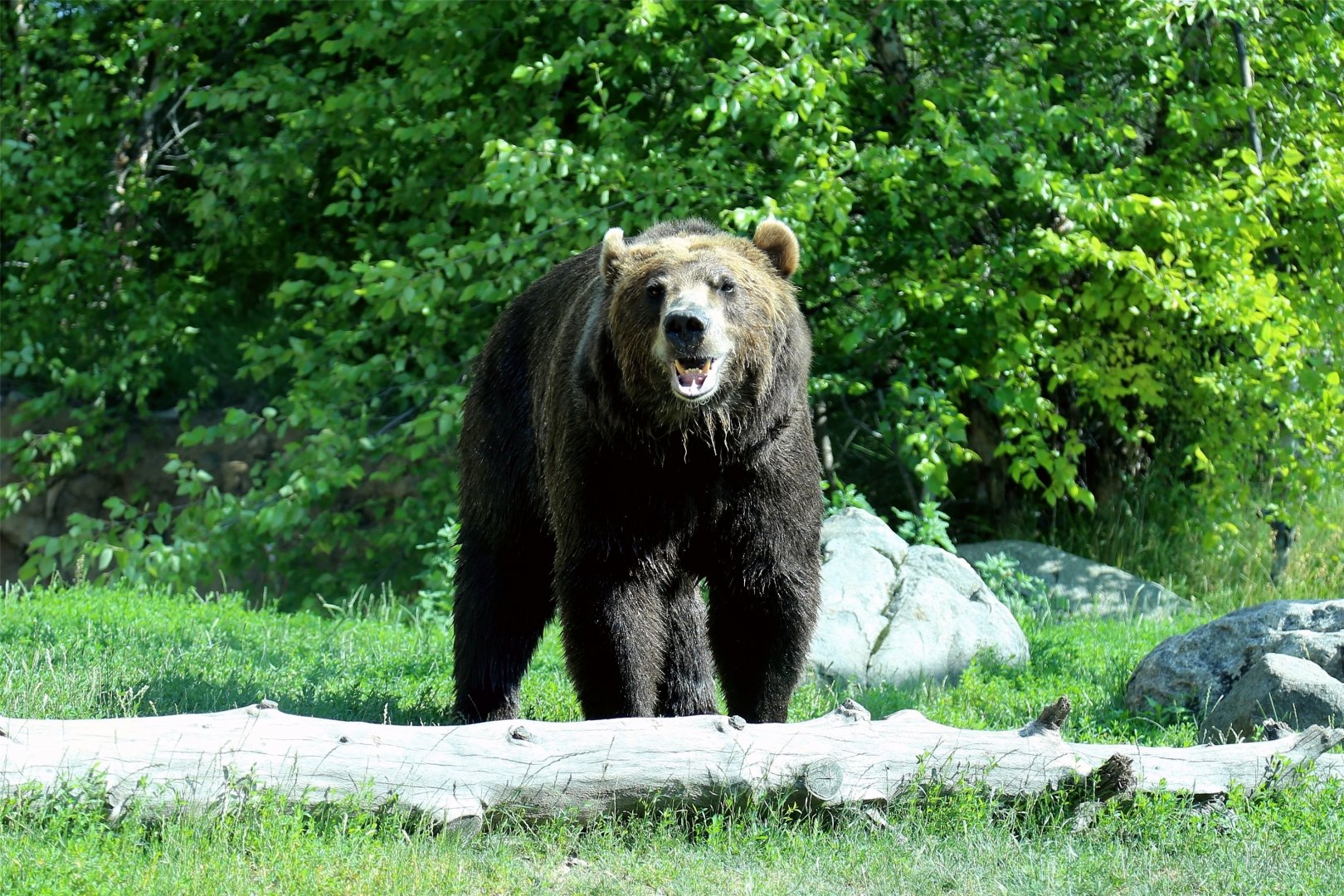 Brown Bear