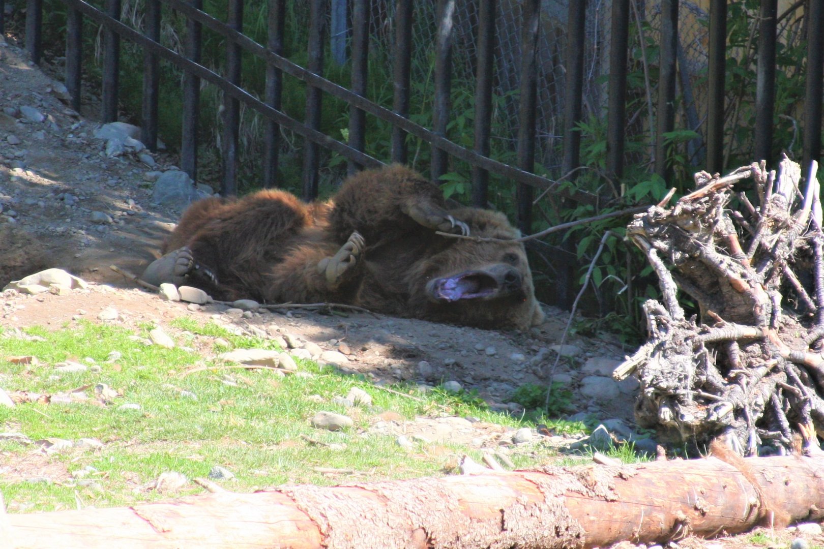 Brown Bear