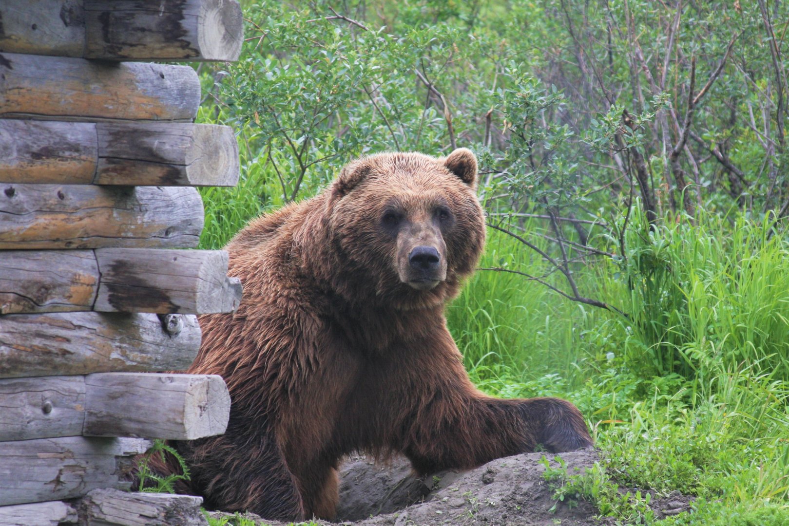 Brown Bear