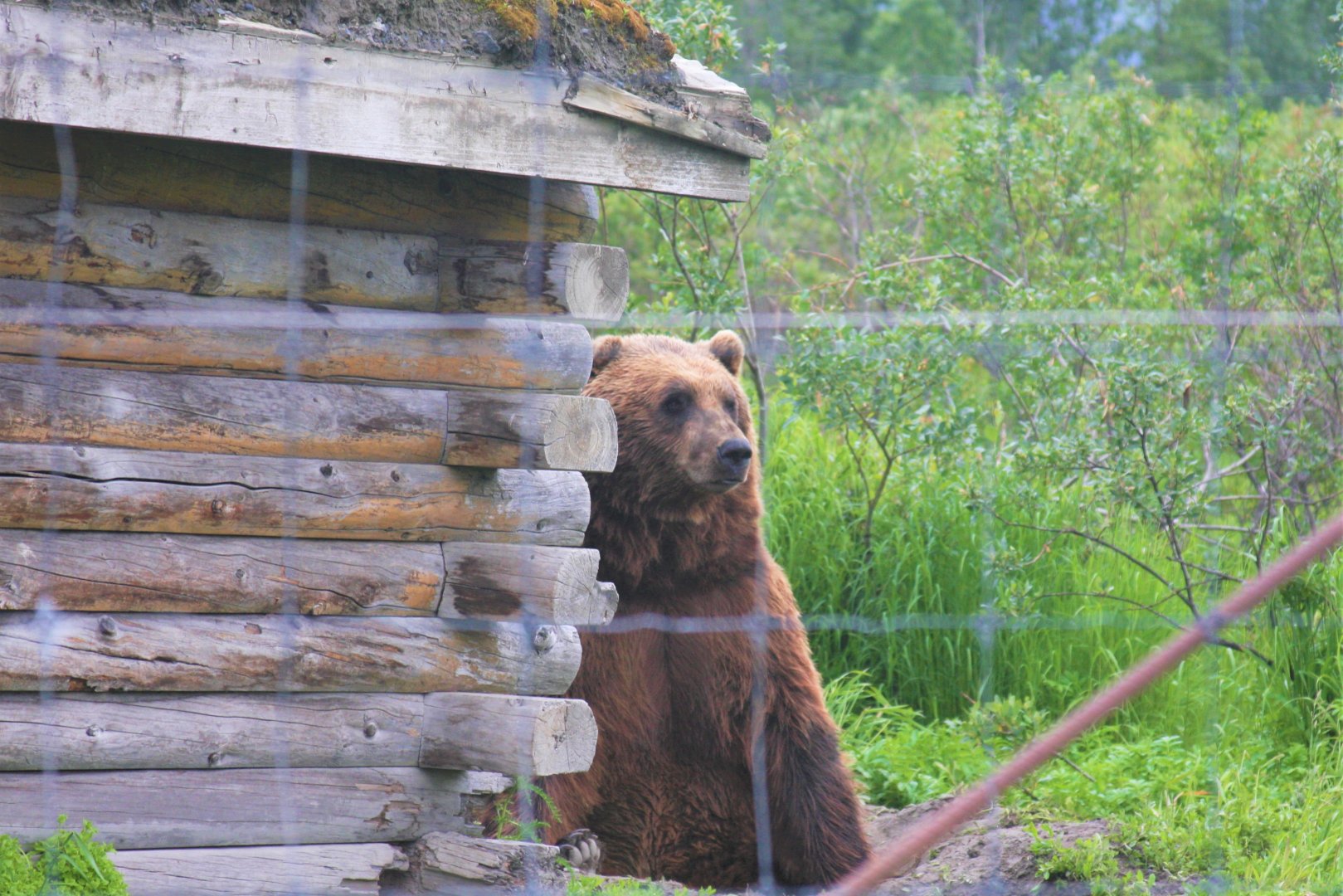 Brown Bear