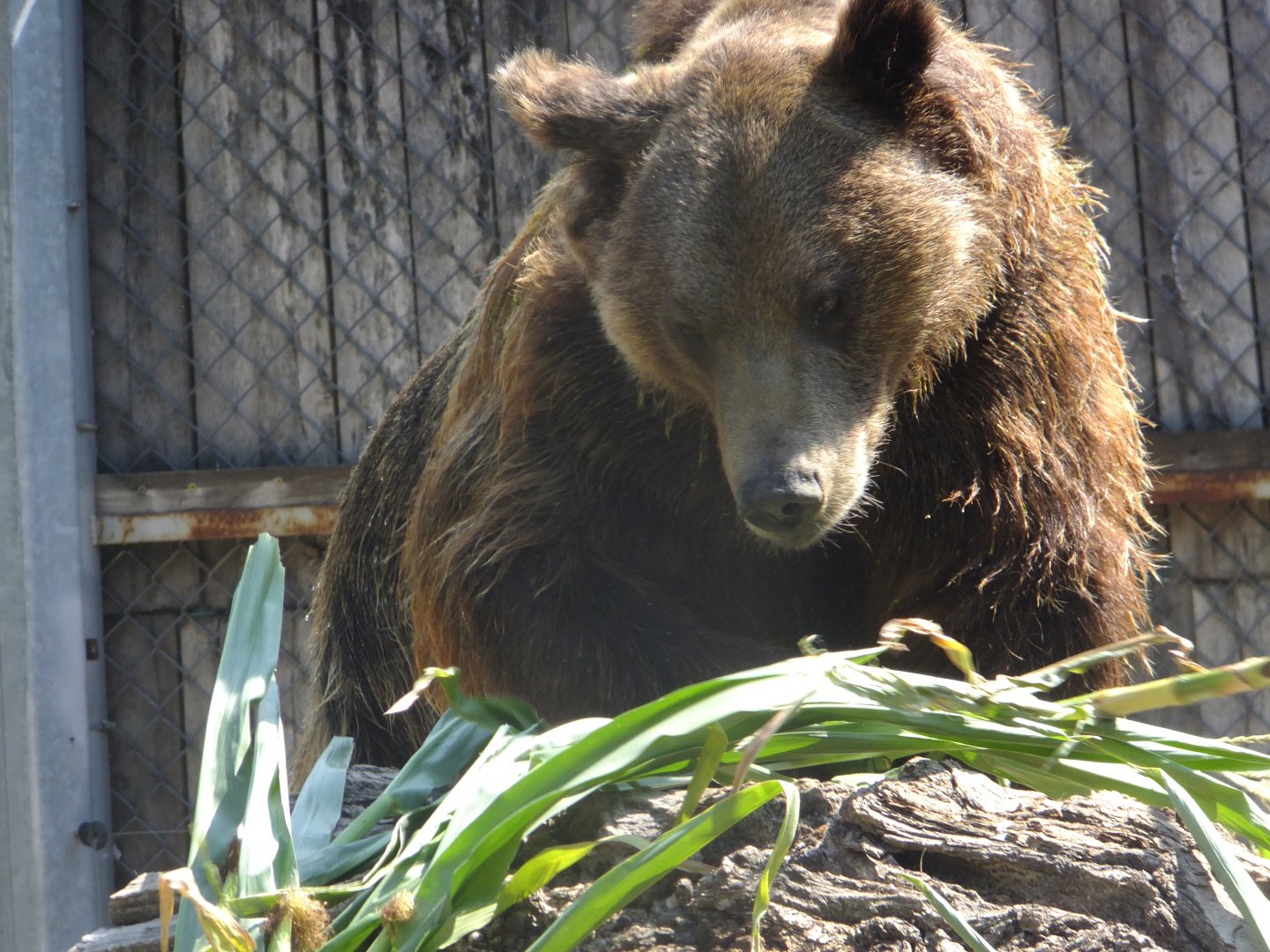 Brown bear