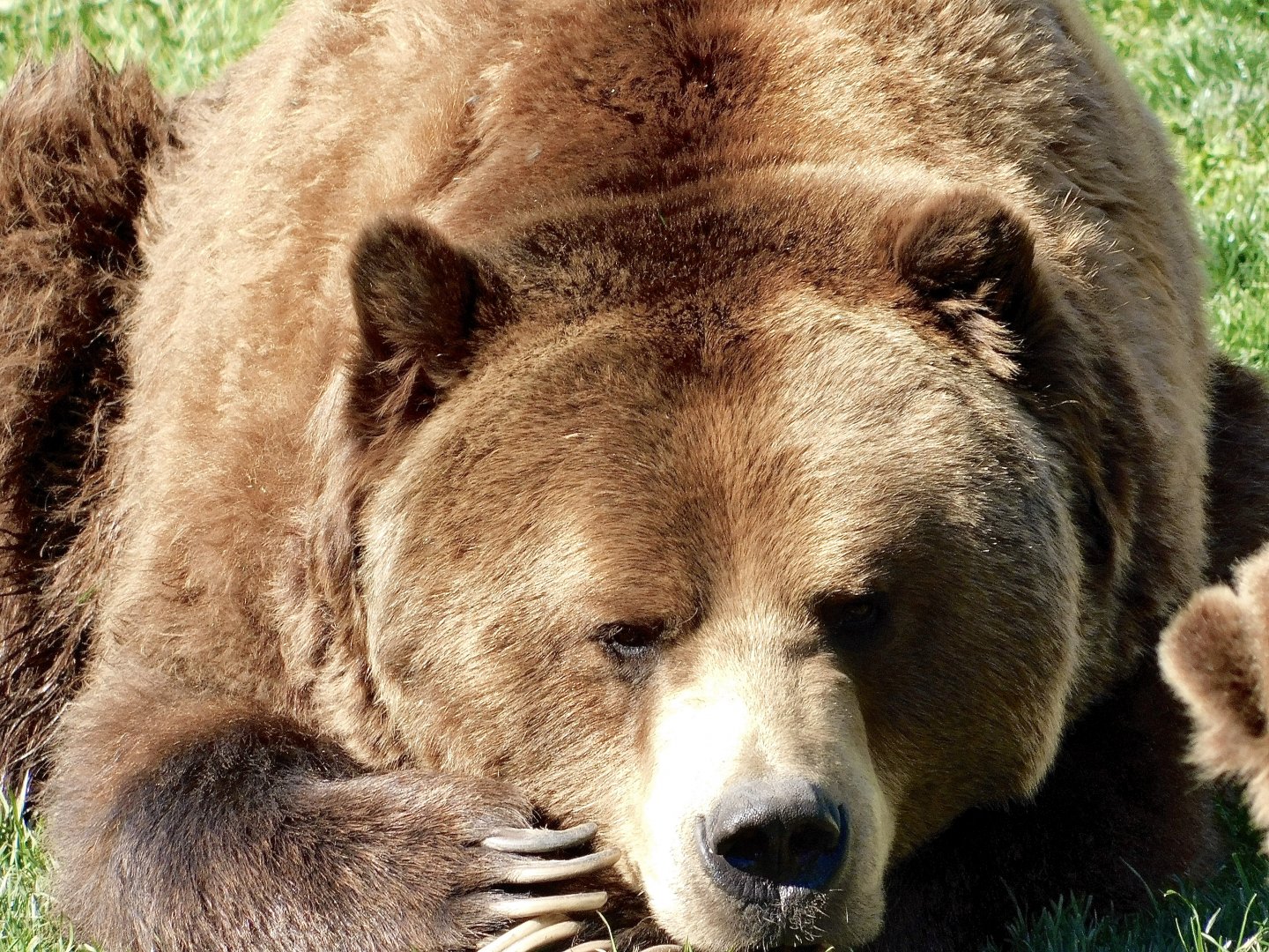 Brown Bear