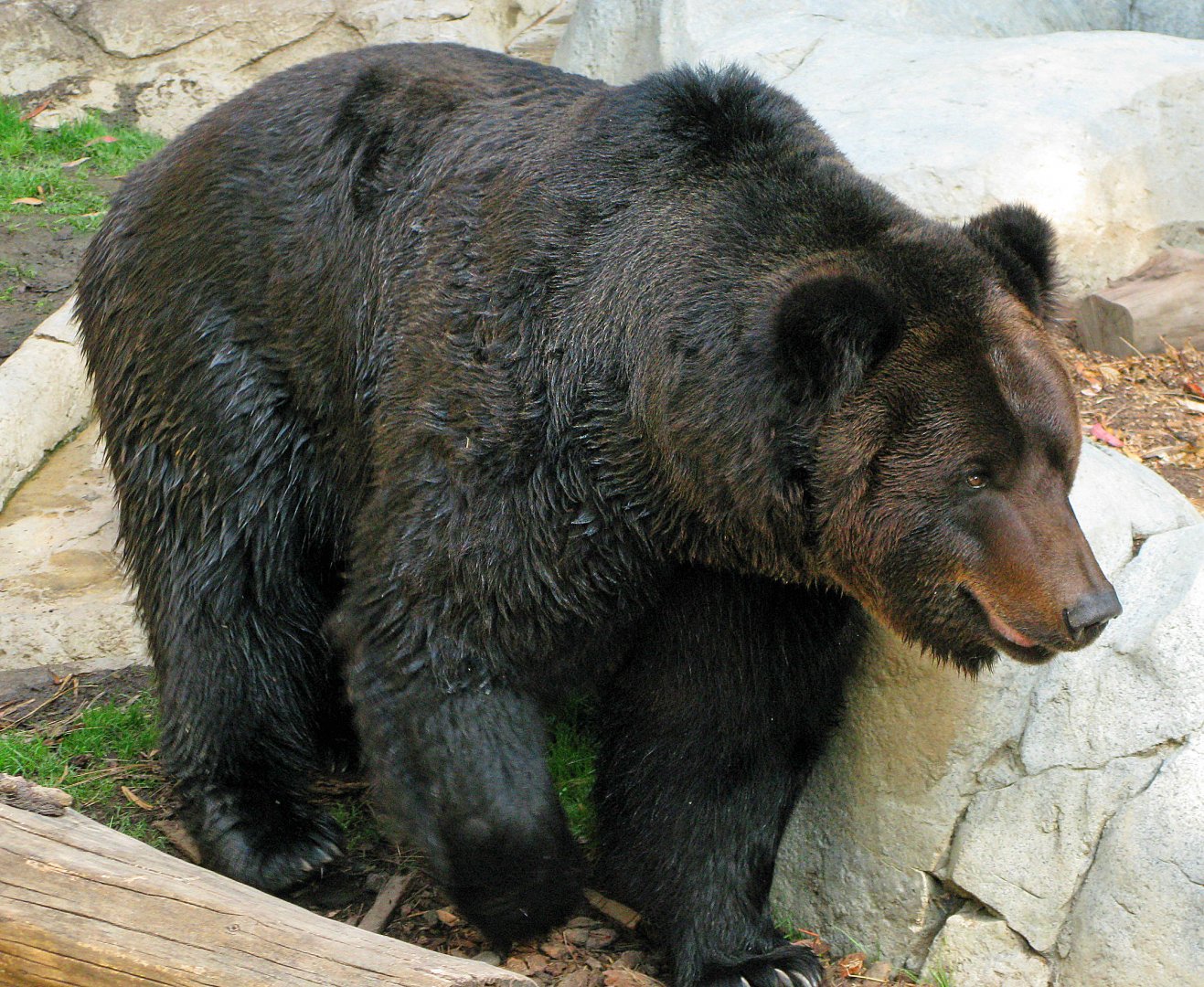 Brown Bear