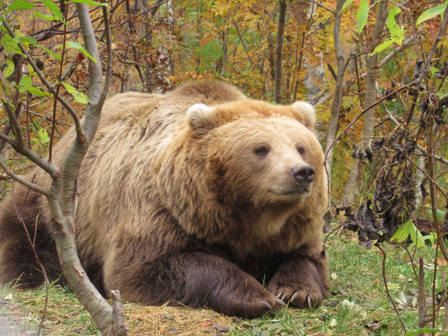 Brown Bear