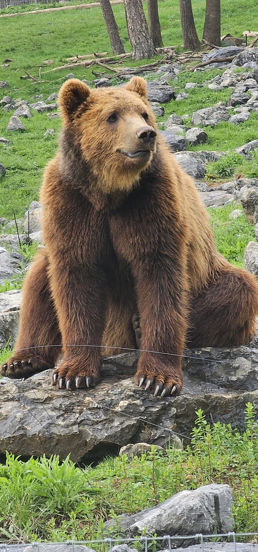 Brown bear