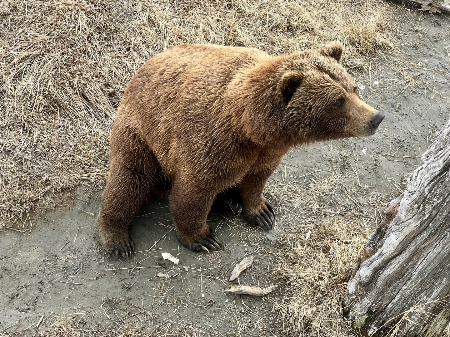 Brown Bear