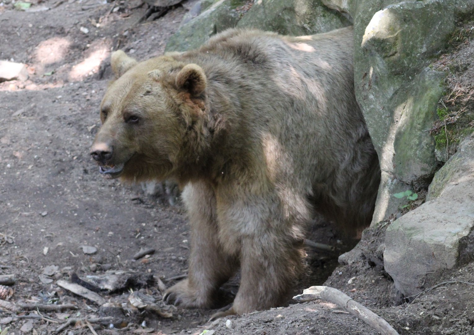 Brown bear